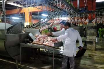 بازدید شبانه از کشتارگاه طیور