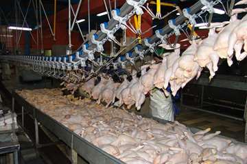 كشتارگاه طيور