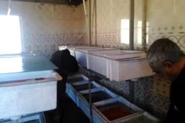 بازدید از مزرعه پرورش تخم چشم زده ماهی