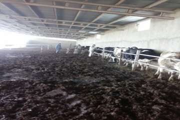 عملیات واکسیناسیون دام در شهرستان بهار