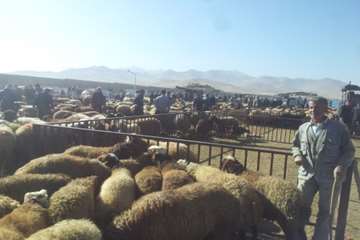 عکس تاسوعا و عاشوراسال95