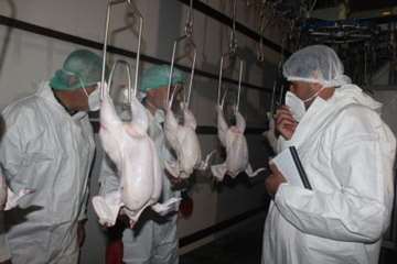 بازدید کارشناسان سازمان دامپزشکی کشور از کشتارگاه طیور در استان همدان