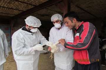 بازدید و نمونه گیری رئیس و کارشناسان دامپزشکی از طیور بومی روستای شیلاندره در اسدآباد