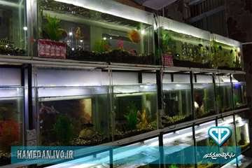بازدید از مرکز پرورش ماهی زینتی