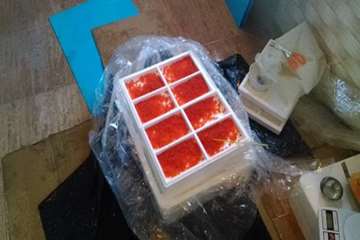 بازدید از مزرعه پرورش تخم چشم زده ماهی