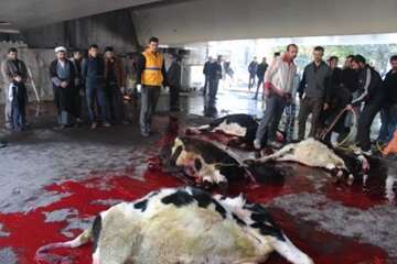 مراسم نظارت بهداشتی و شرعی بر دام های قربانی در تاسوعا و عاشورای حسینی