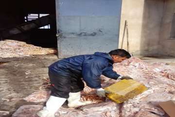 ضبط و معدوم سازی پای مرغ