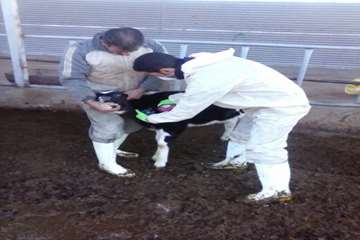 عملیات واکسیناسیون دام در شهرستان بهار