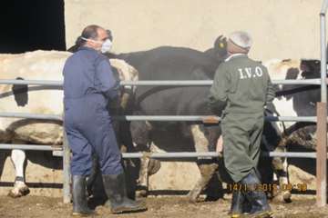  عملیات واکسیناسیون تب برفکی در شهرستان اسدآباد