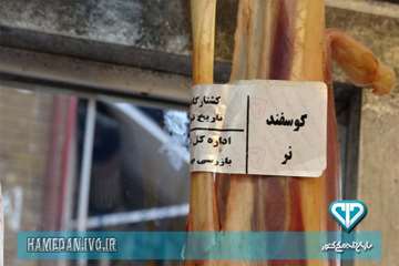 بازرسی از مراکز عرضه مواد خام دامی به همراه صدا و سیمای استان