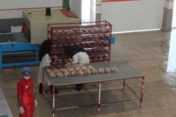 بازدید از کارخانه بسته بندی مواد خام دامی هگمتانه