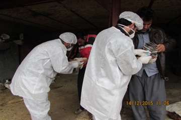 بازدید و نمونه گیری رئیس و کارشناسان دامپزشکی از طیور بومی روستای شیلاندره در اسدآباد