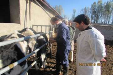  عملیات واکسیناسیون تب برفکی در شهرستان اسدآباد