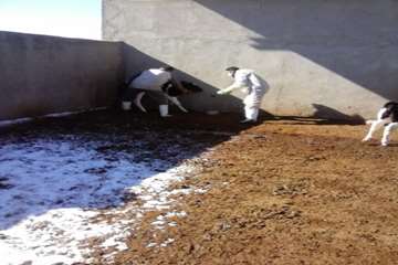 عملیات واکسیناسیون دام در شهرستان بهار