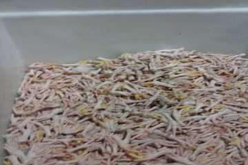 کنترل بسته بندی پای مرغ کشتارگاه توسط بازرسان دامپزشکی