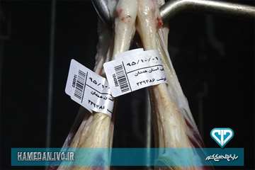 مراسم افتتاح پیش سرد کشتارگاه دام صالح آباد همدان