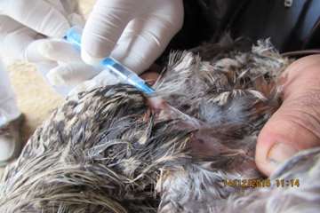 بازدید و نمونه گیری رئیس و کارشناسان دامپزشکی از طیور بومی روستای شیلاندره در اسدآباد