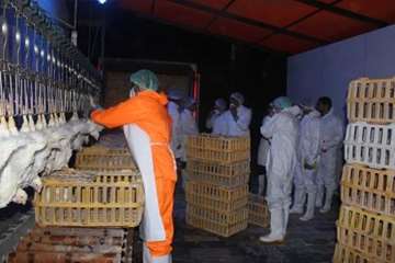 بازدید کارشناسان سازمان دامپزشکی کشور از کشتارگاه طیور در استان همدان