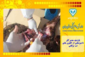 بازدید مدیر کل دامپزشکی از کانون های تب برفکی