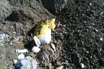 تصاویر کشف،ضبط و معدوم سازی ماهی غیرقابل مصرف توسط اداره دامپزشکی