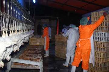 بازدید کارشناسان سازمان دامپزشکی کشور از کشتارگاه طیور در استان همدان