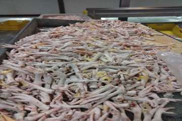 کنترل بسته بندی پای مرغ کشتارگاه توسط بازرسان دامپزشکی