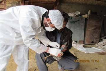 بازدید و نمونه گیری رئیس و کارشناسان دامپزشکی از طیور بومی روستای شیلاندره در اسدآباد