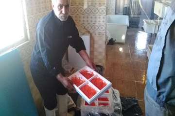 بازدید از مزرعه پرورش تخم چشم زده ماهی