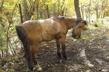 بيماري هاري اسب