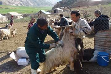 واكسيناسيون دام