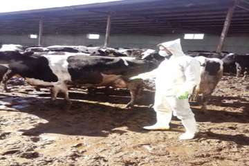 عملیات واکسیناسیون دام در شهرستان بهار