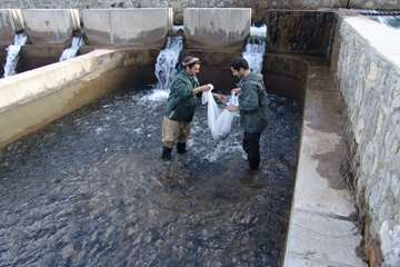 واكسيناسيون ماهي