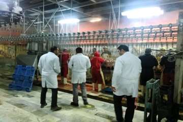 بازدید شبانه از کشتارگاه طیور