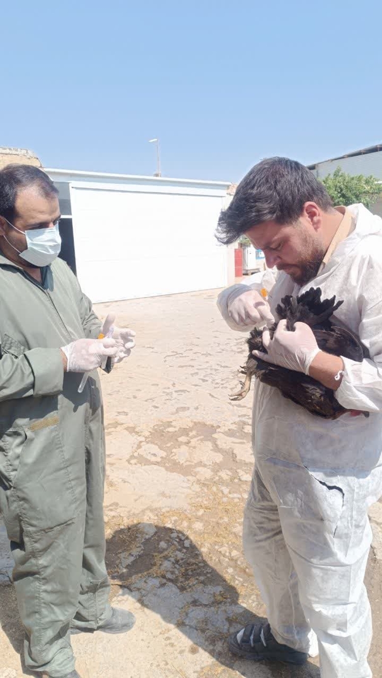 آغاز طرح نمونه برداری از طیور بومی به منظور تعیین میزان ویروس واکسـن نیوکاسل (I2) در طیور بومی شهرستان رزن 