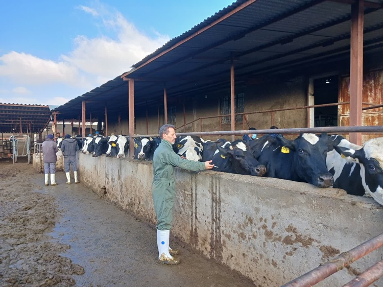 انجام عملیات تست سل  و بروسلوز در سطح گاوداری های شیری صنعتی شهرستان تویسرکان