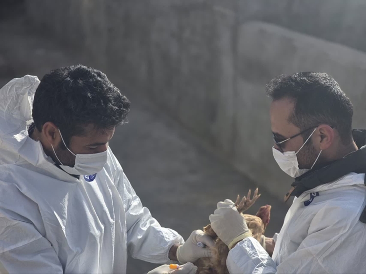 اجرای طرح ملی مراقبت فعال آنفلوانزای فوق حاد پرندگان در شهرستان کبودرآهنگ