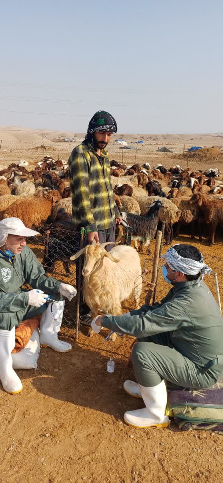 اعزام اکیپ های عملیاتی برای مایه‌کوبی دام‌های عشایر استان همدان در استانهای خوزستان ایلام و لرستان