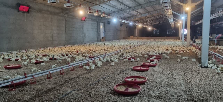 بازدید مشترک اداره دامپزشکی و جهاد کشاورزی از مرغداری‌های شهرستان کبودرآهنگ با محوریت نظارت بر روند جوجه‌ریزی